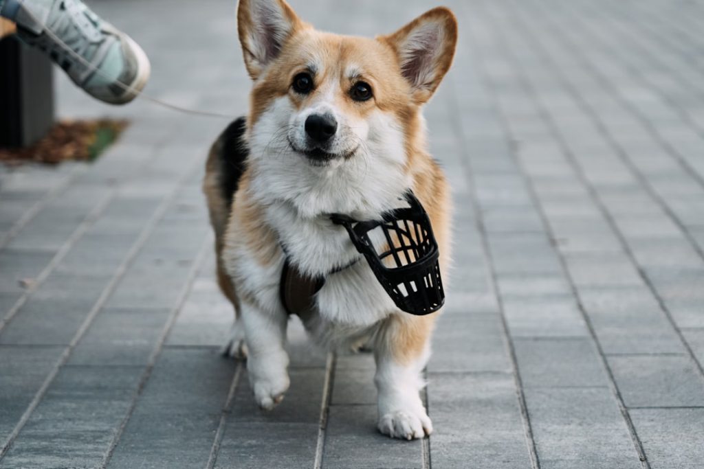 Descenso del Sella con perro: Empresas que lo permiten.