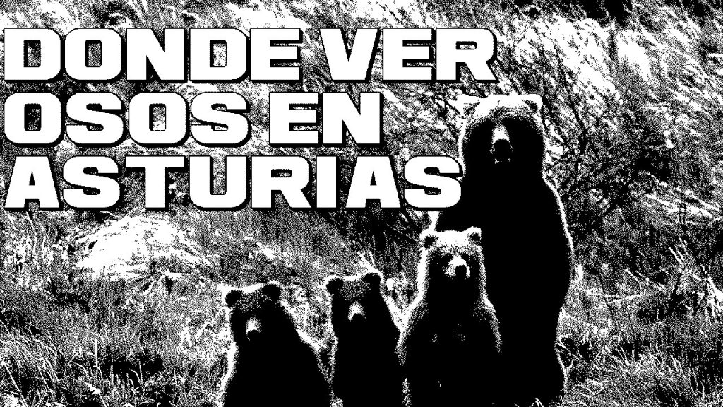 Dónde ver osos en el Oriente de Asturias